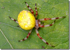 very beautiful spider     