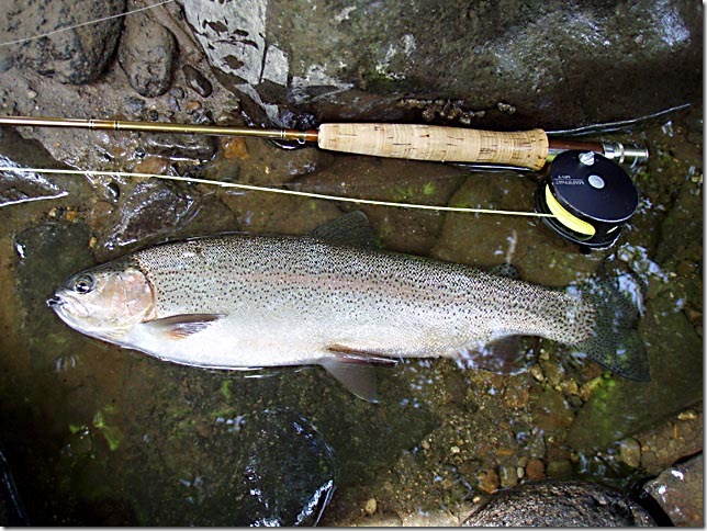 rainbow trout fly fishing   