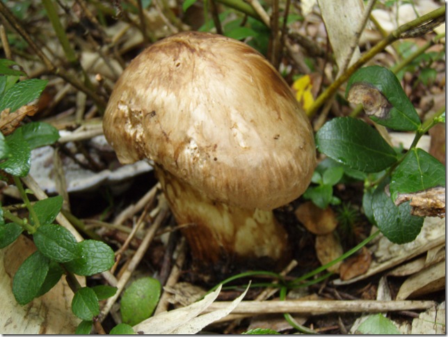 MATSUTAKE mushroom