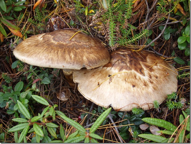 matsutake