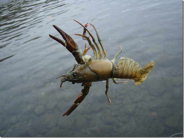 ウチダザリガニ/Signal crayfish