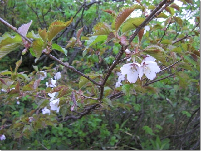 SAKURA